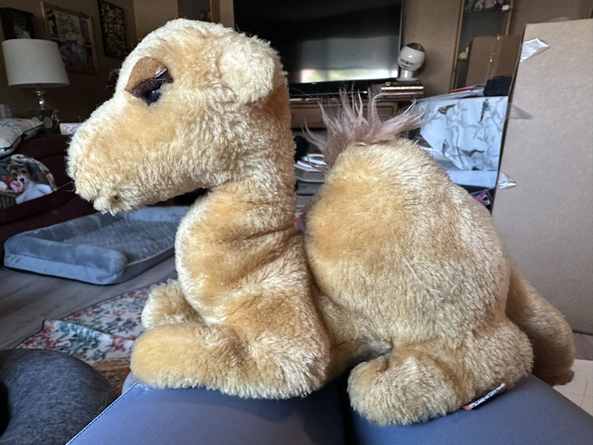 Dakin Omar The camel