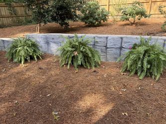Planters and live plants- moving sale
