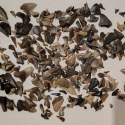 Shark Tooth Lot Teeth Fossils