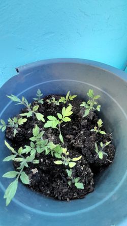 🍅🍅TOMATOES PLANT JITOMATES 🍅🍅