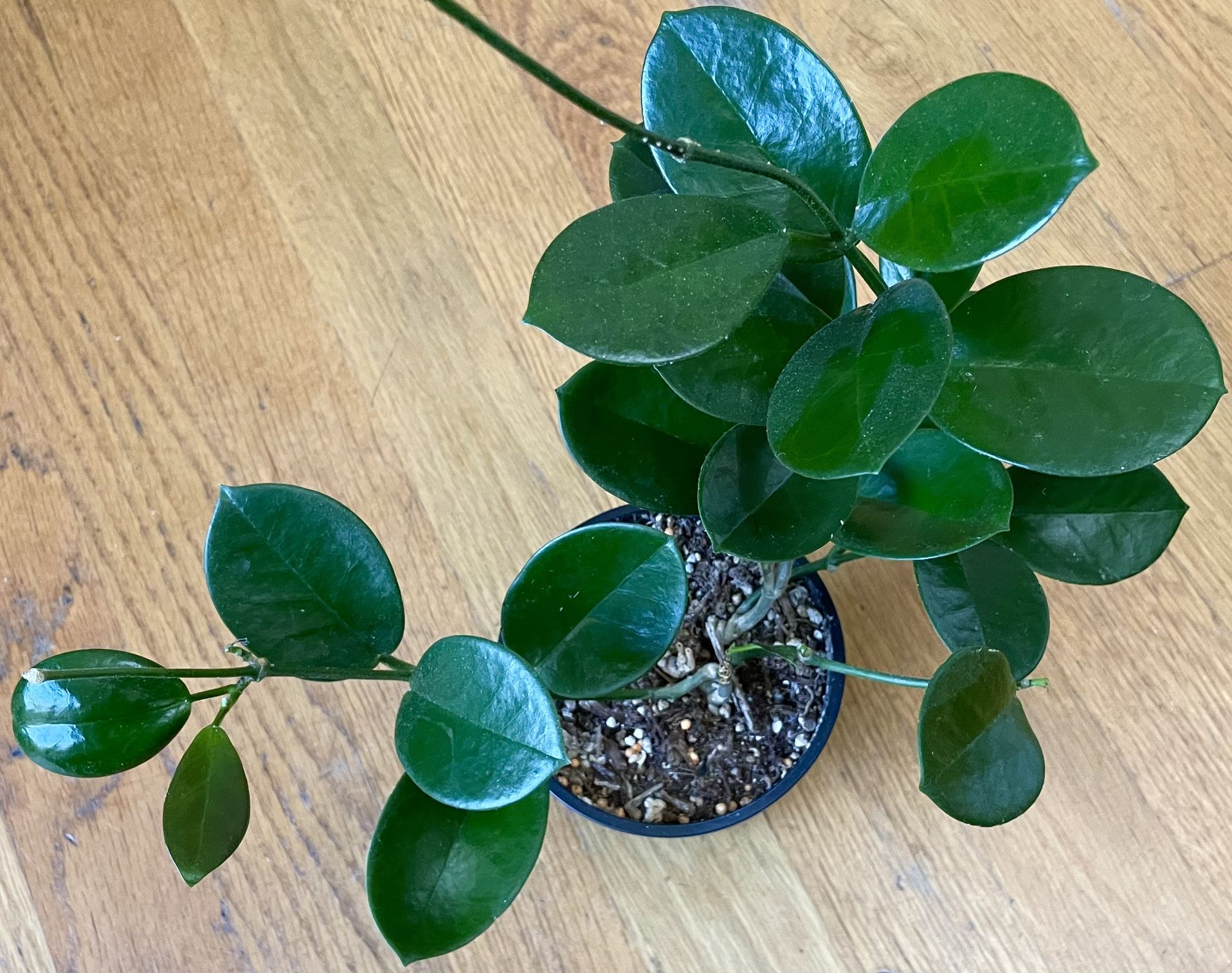 Non-Toxic Hoya Australis Plant / V-Day Sale ❤️/ Free Delivery Available