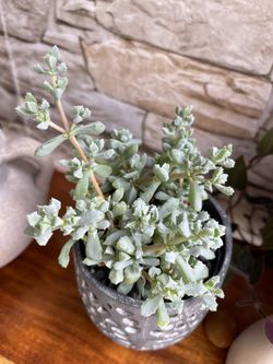 Succulent Pink Ice House Plant In Cute Pot 4”H.