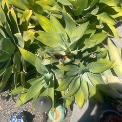 $1 Agave Attenuata Cuttings