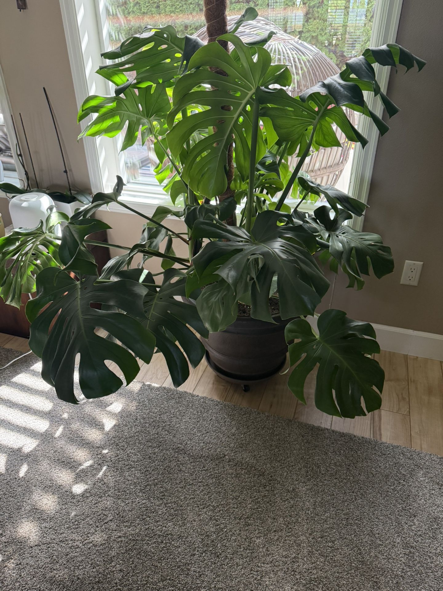 Monstera Deliciosa 