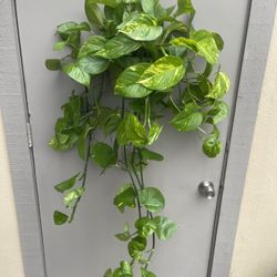 Golden Pothos House Plant 6” Hanging Pot