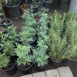 Ruda And Rosemary $10 Each