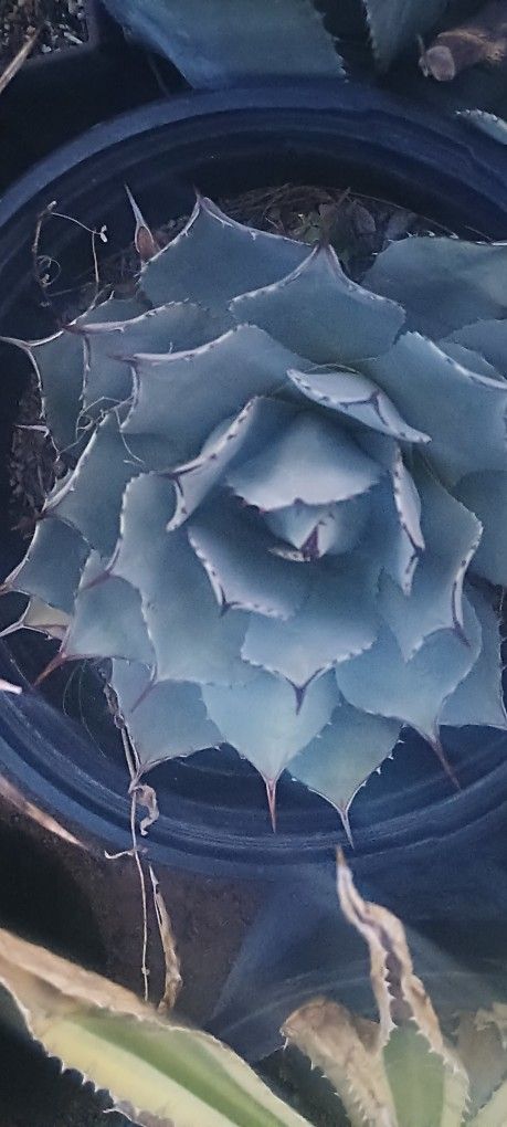 Agaves Plant.