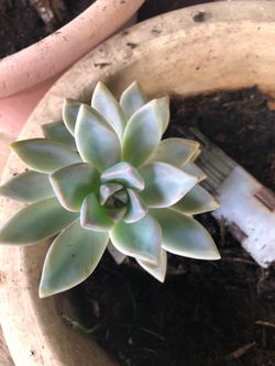Succulents