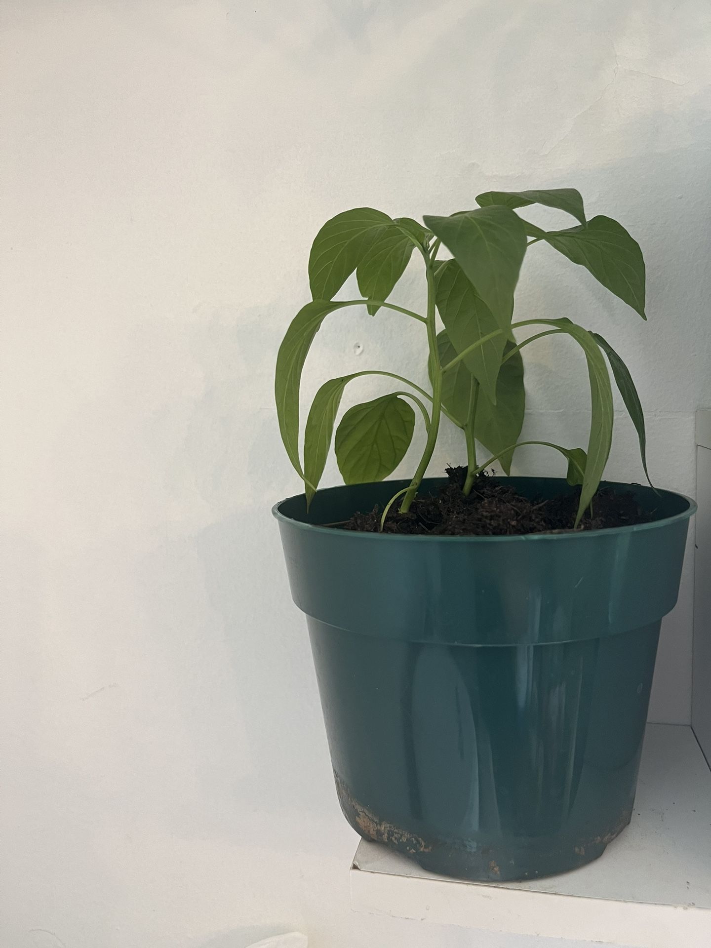 picante Verde Conocido Como Jalapeños