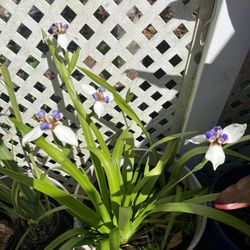 BLOOMING IRIS PLANT IN PLASTIC POT FOR SALE IN LARGO 