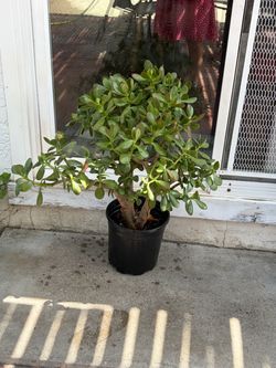 Lucky Jade plant