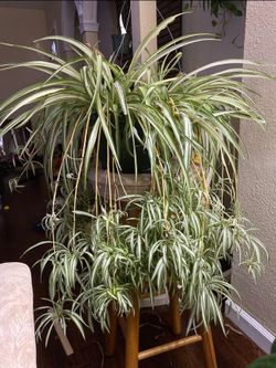 Lush Variegated Spider Plant Starter/ indoor plant/ house plant/ flower patio garden