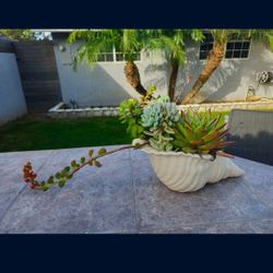 Plant Succulents In A Seashell 