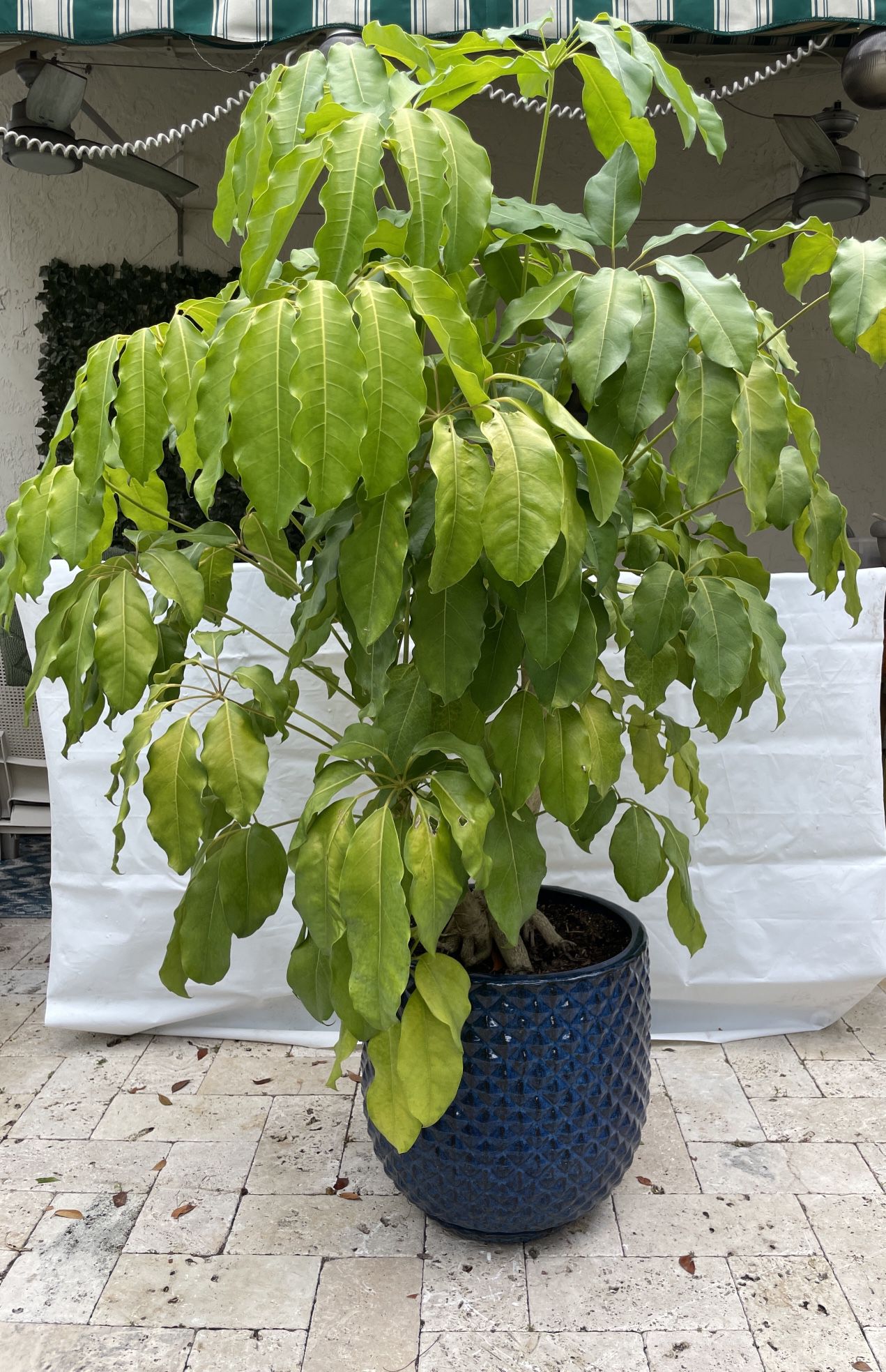 Schefflera actinophylla ‘amate’, Umbrella Tree, Large Ceramic Pot