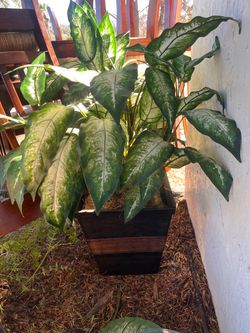 Artificial Dieffenbachia