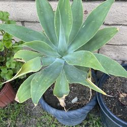 Agave Attenuate