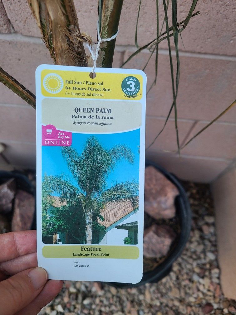 Queen Palm Trees
