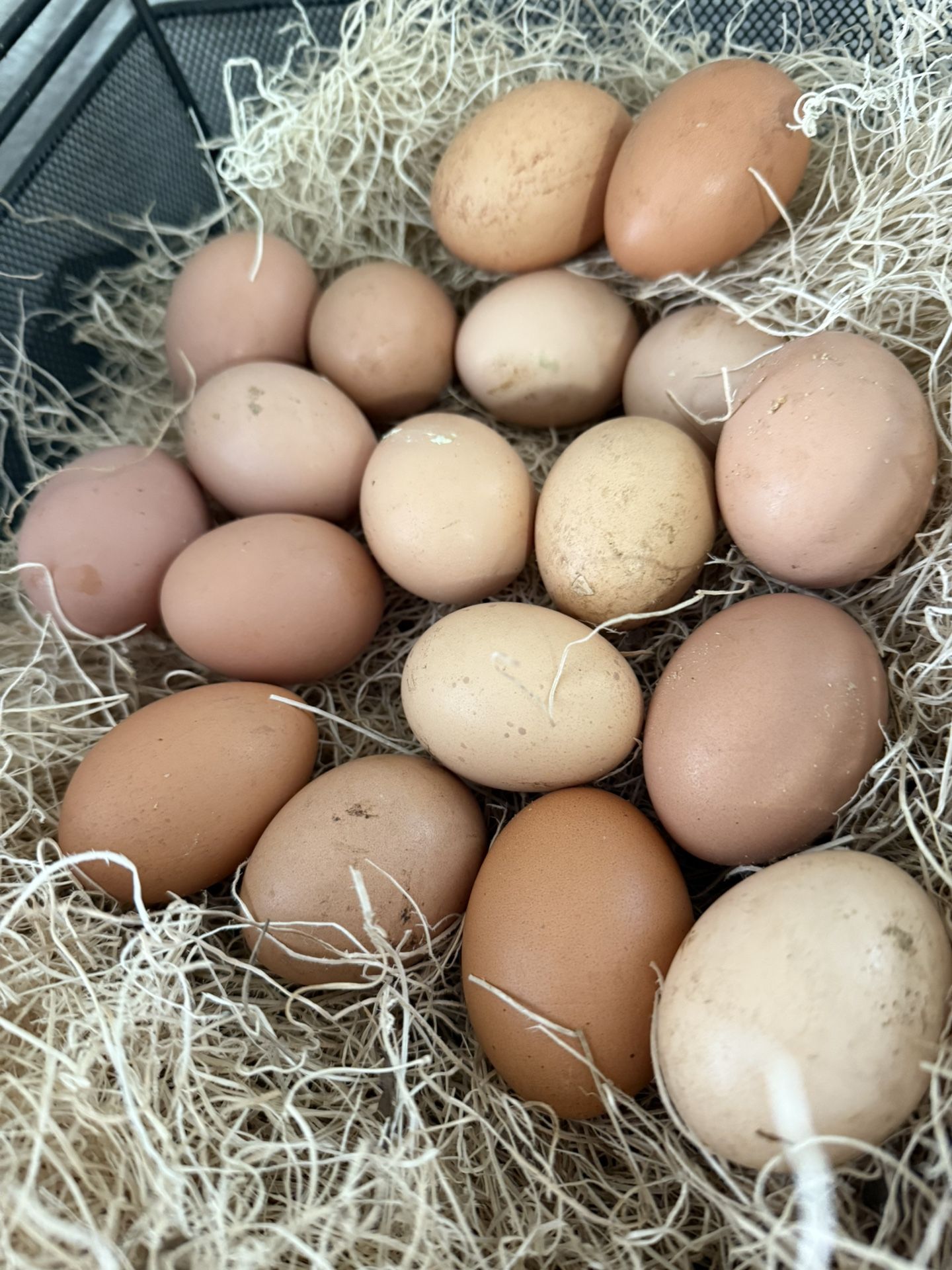 Organic Farm Fresh Free Range Chicken Eggs