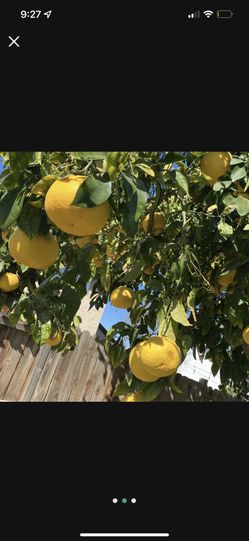 Gratis Toronja, Grapefruit Free Two Full Bags