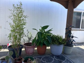 Plant sale clear out