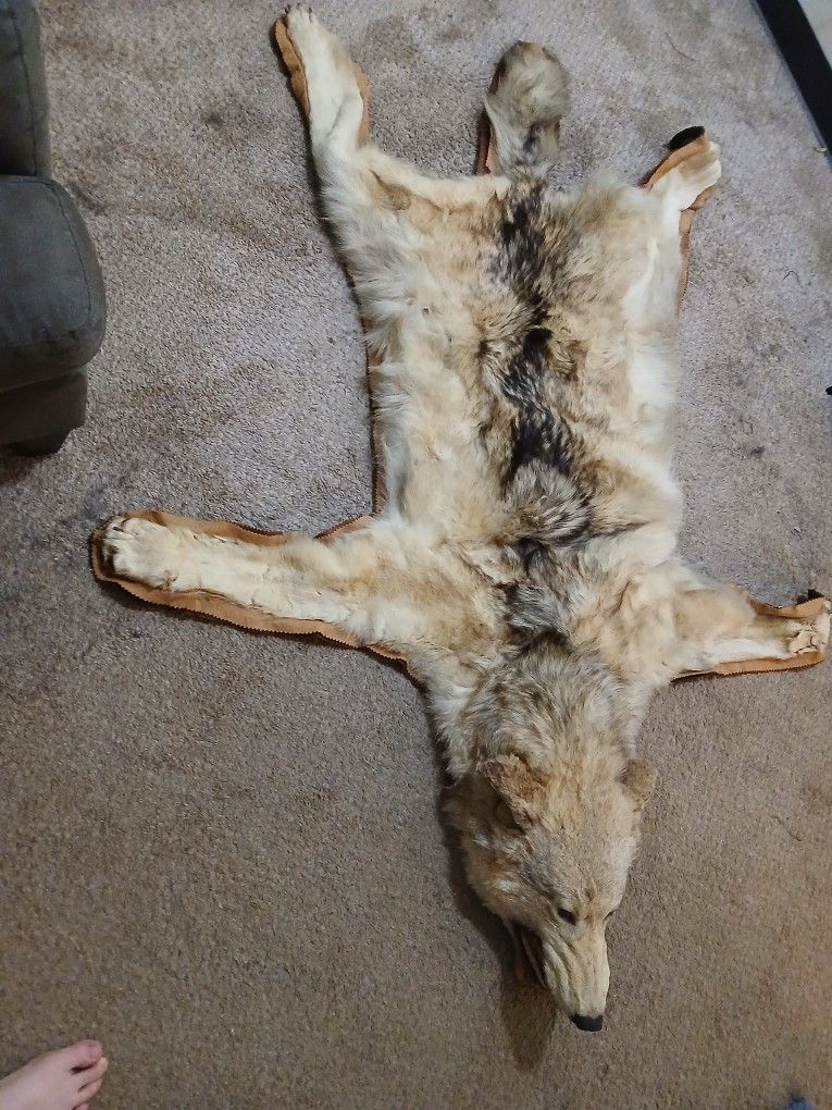 Real Wolf Pelt