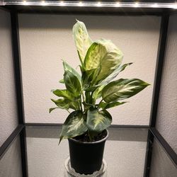 Plant - Dieffenbachia 4”