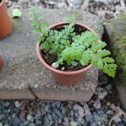 Fragile Fern Plant