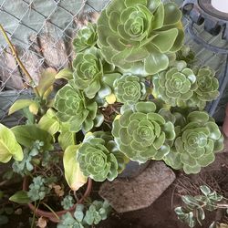 Planta