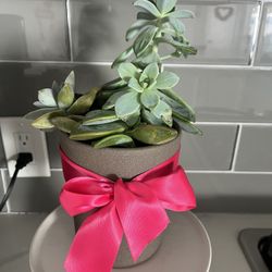 Succulent Plant 🪴 