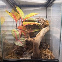 Crested Geckos Enclosure 