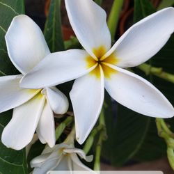 Cutting Plumeria 