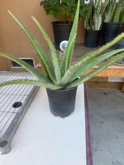 Plant