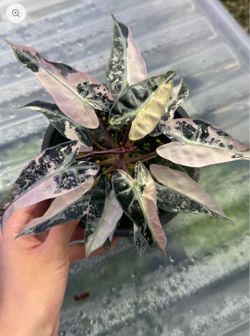 Alocasia Pink Bambino Variegated Growers Choice
