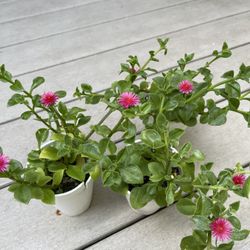 Aptenia Cordifolia Red Apple or Baby Sun Rose Succulent Plants.