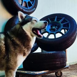 🔥❄️ FULL TIRE + RIM SET — READY FOR WINTER ❄️🔥
🎄 SPARCO TERRA + PIRELLI ALL-SEASON • 235/50R18 🎄
🏔️ DENVER WINTER DEAL — ONLY $600 🏔️