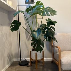 Monstera Deliciosa - Swish Cheese Plant Split Leaf Size With Ceramic Pot And Stand