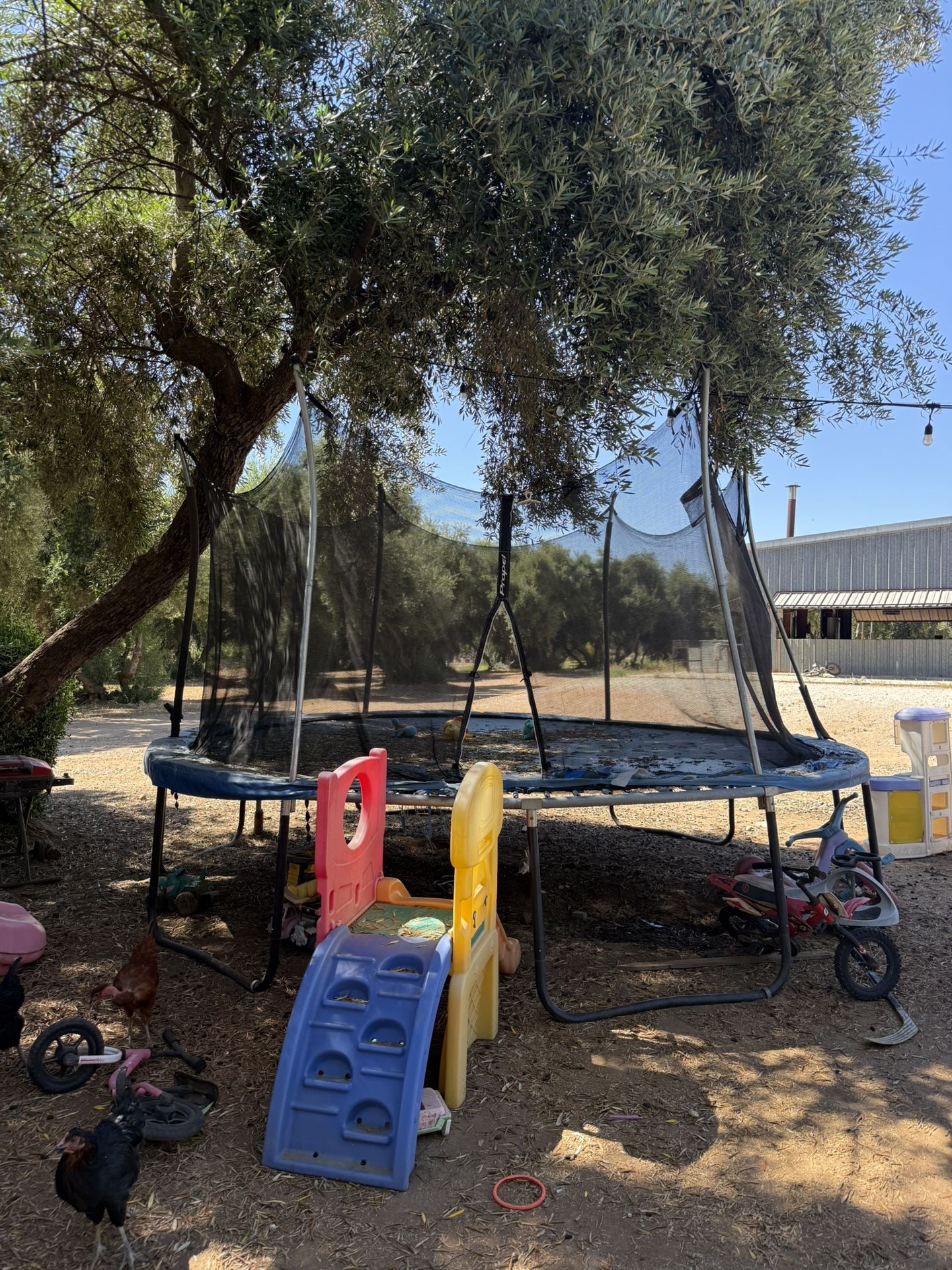 Trampoline FREE