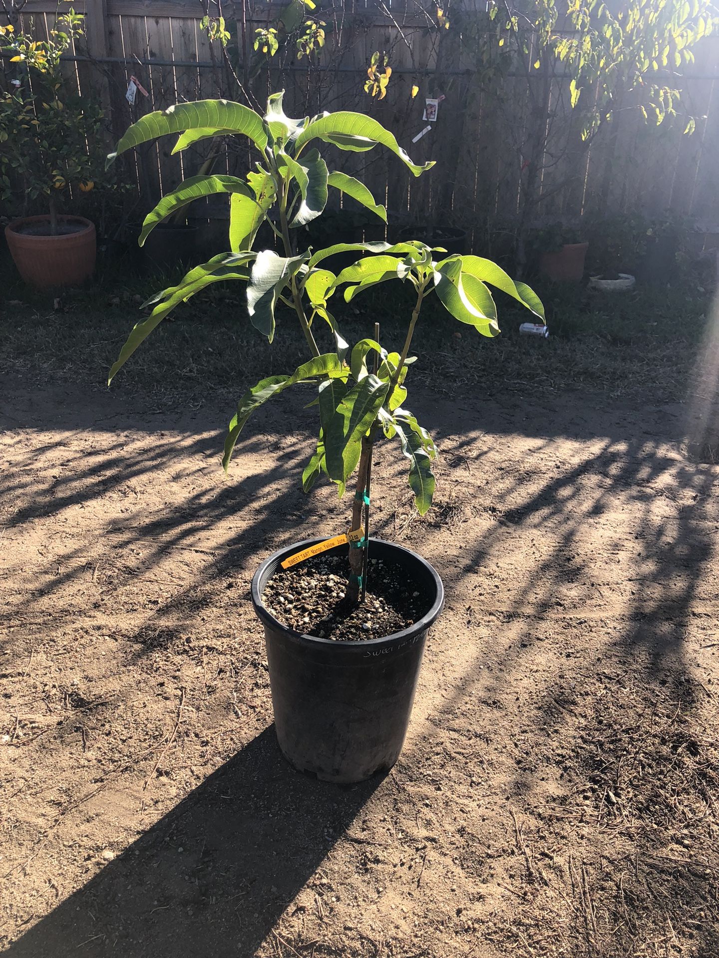 Sweet Tart Mango Tree Grafted 5 Gallon