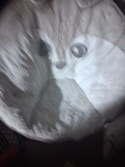 Husky folding chair