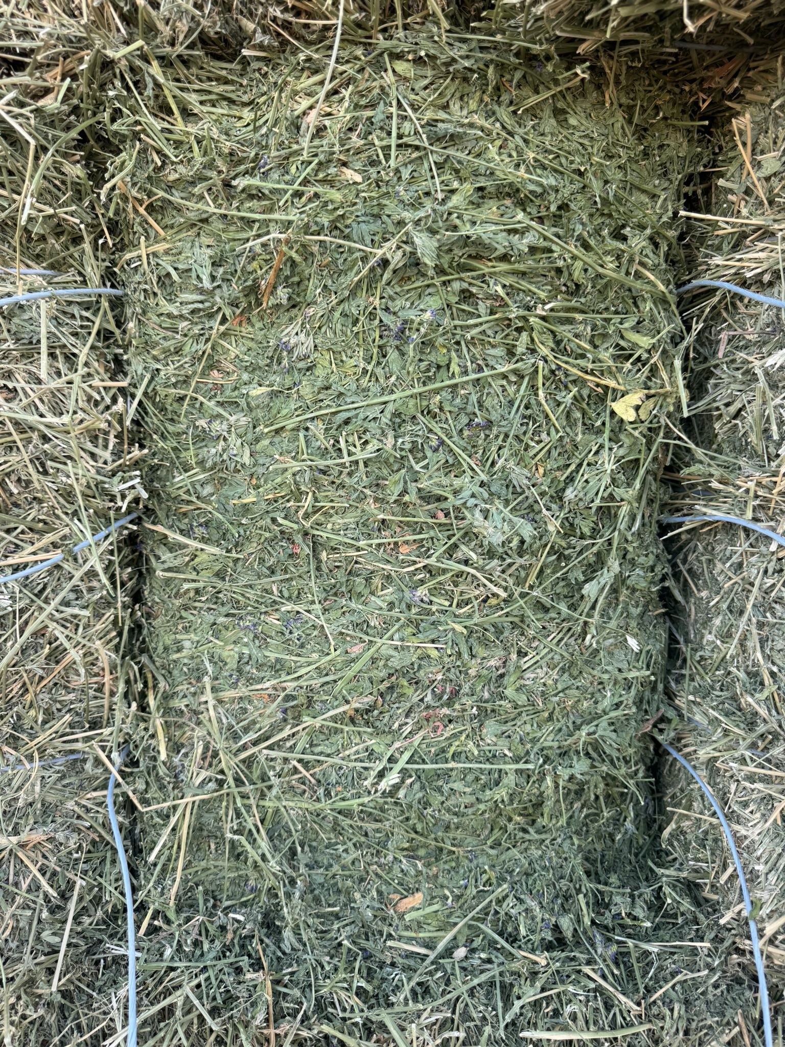 Alfalfa Hay