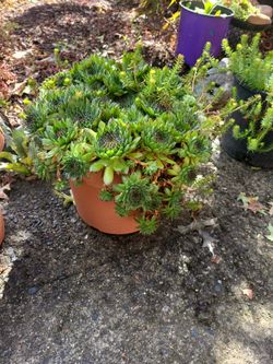 Sedums. In POTS 