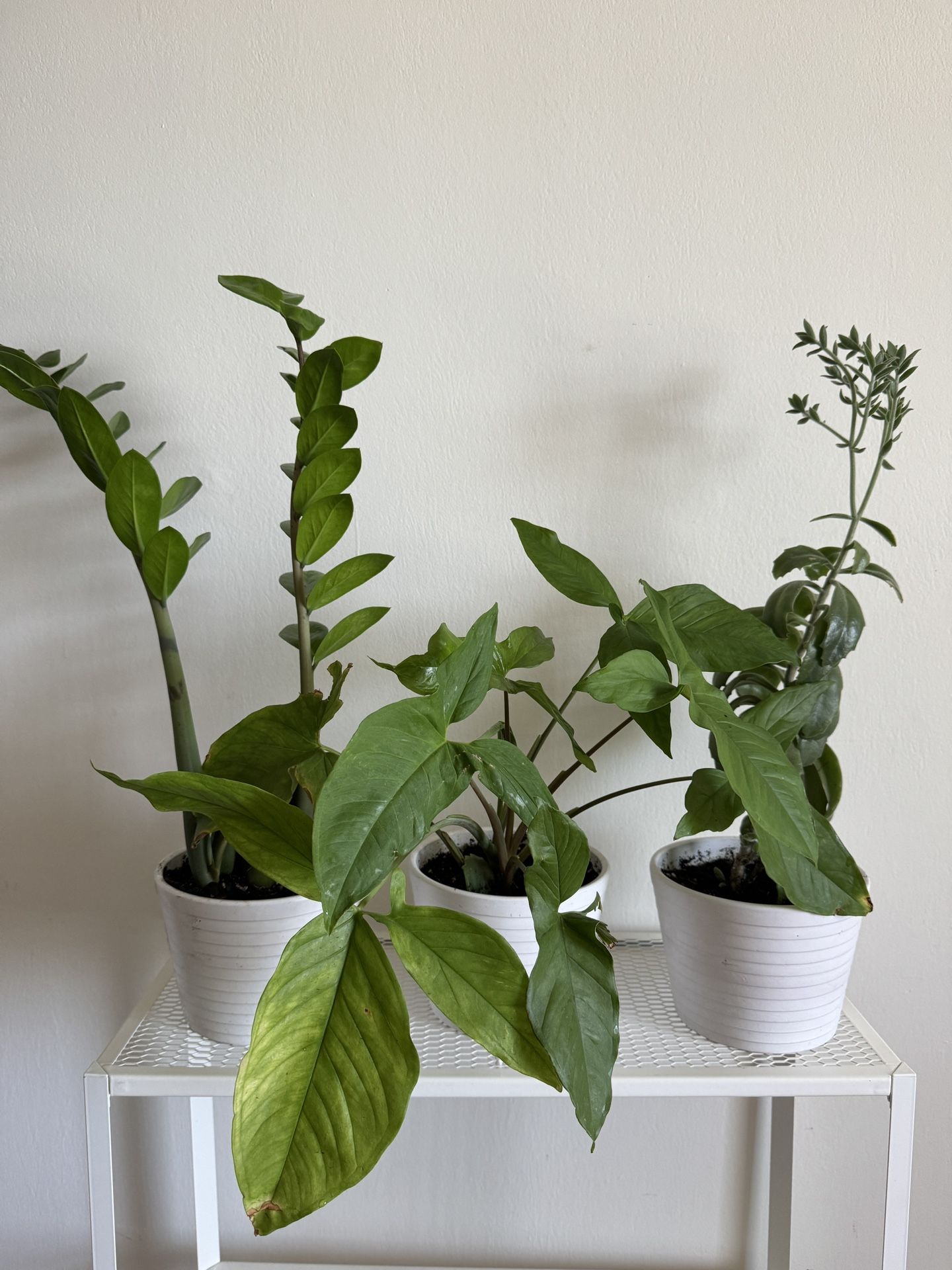 3 Plants In White Ceramic Pots