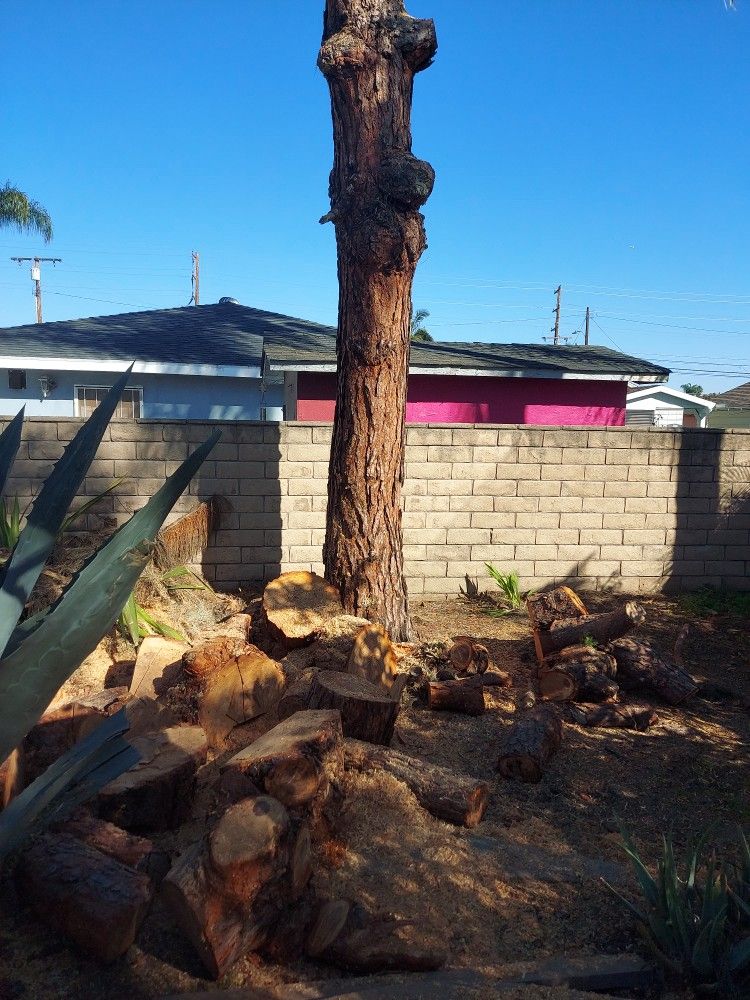 Firewood ..from pine tree..fresh cut