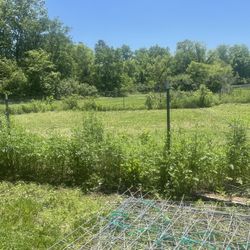 Chicken Wire 