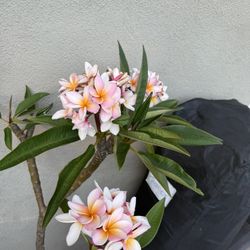 Beautiful NOID Plumeria, Very Fragrant, About 5.5 To 6 Ft T