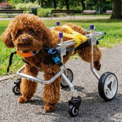 LetPetRun Four-Wheeled Adjustable Dog Wheelchair, Lightweight Mobility Bicycle Trailer for Disabled Pets, Easy to Assemble, Supports Walking and Exerc