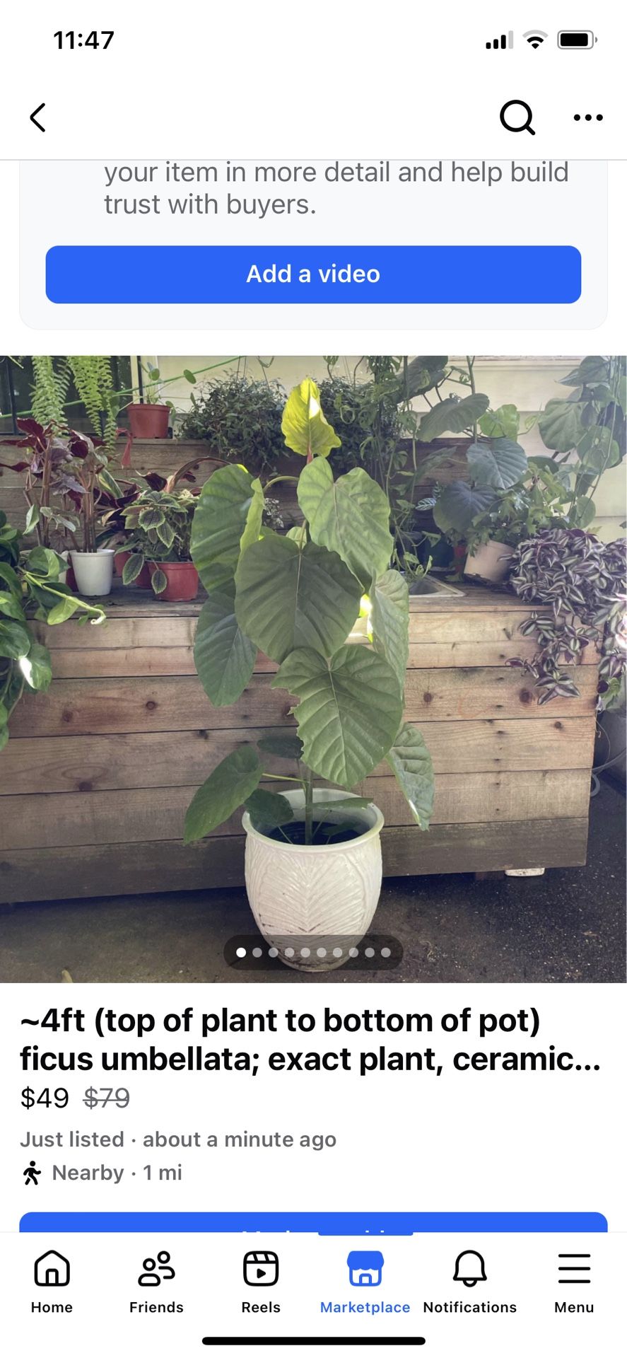 ~4ft (top of plant to bottom of pot) ficus umbellata; exact plant, ceramic pot not included 95820