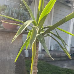 Yucca plant 