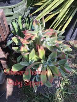 *echeveria red velvet * echeveria pulvinata * Succulent * many more plants available