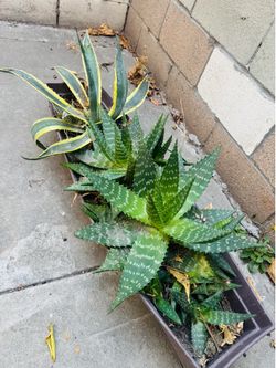 Outdoor plants
